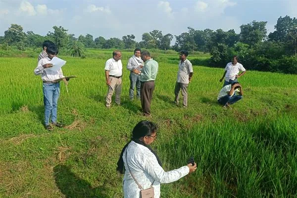 हरे धान के खेत में फसल का निरीक्षण करते कृषि विभाग के अधिकारी और कर्मचारी