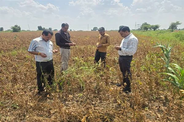 सोयाबीन के खेत में खड़े चार व्यक्ति पौधों और फसल की स्थिति देखते हुए